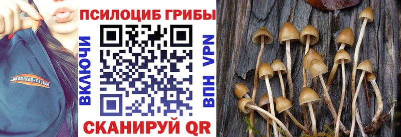 Псилоцибиновые грибы Psilocybine cubensis  Купить закладки  Нововоронеж 
